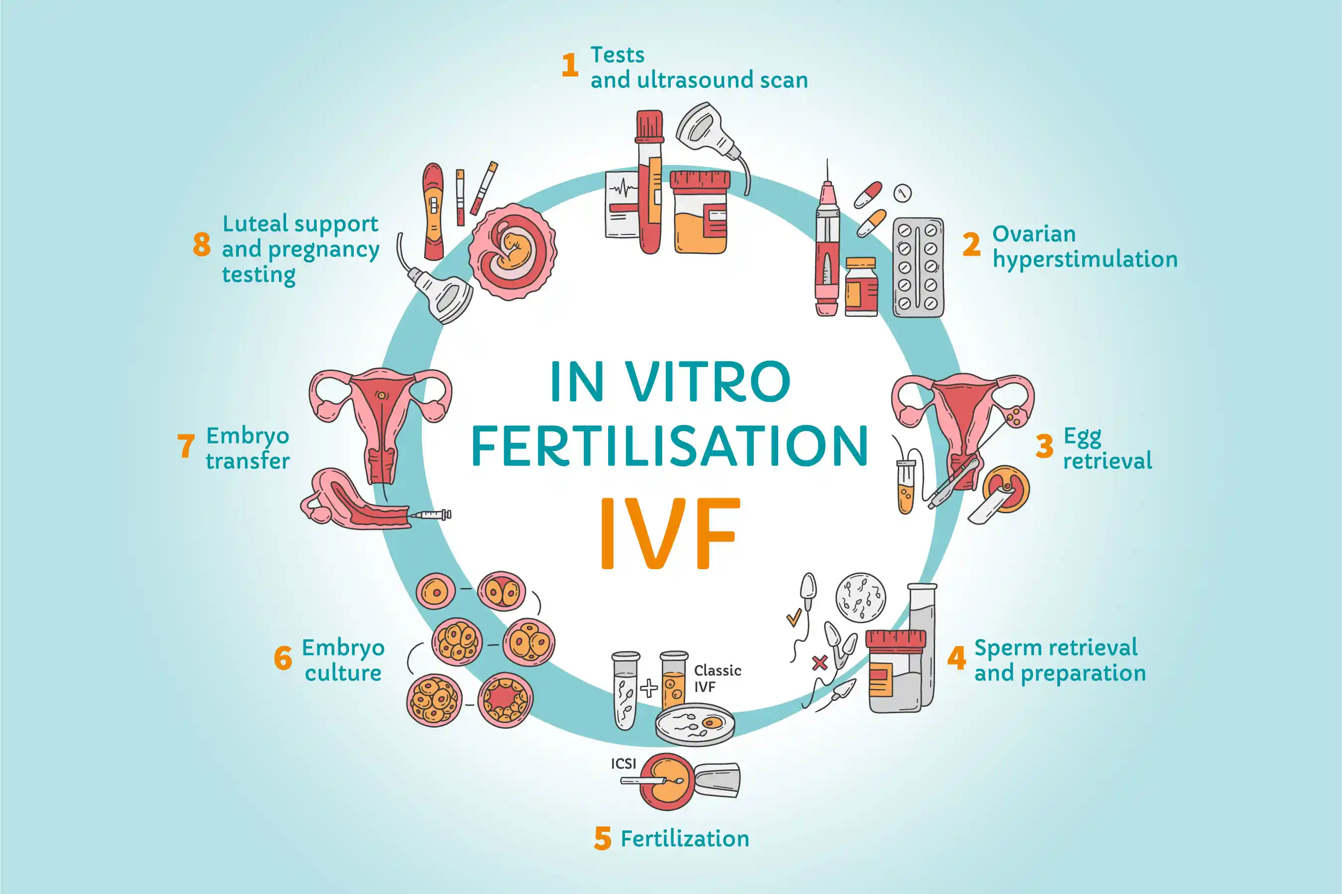 In Vitro fertilization IVF circle infographic